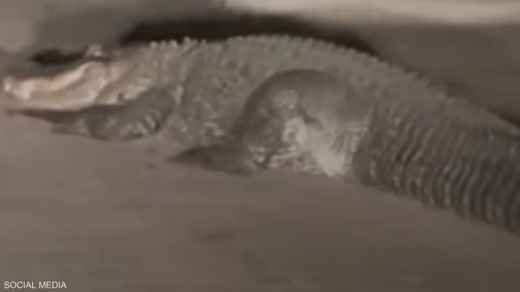 مفاجاة غير متوقعة