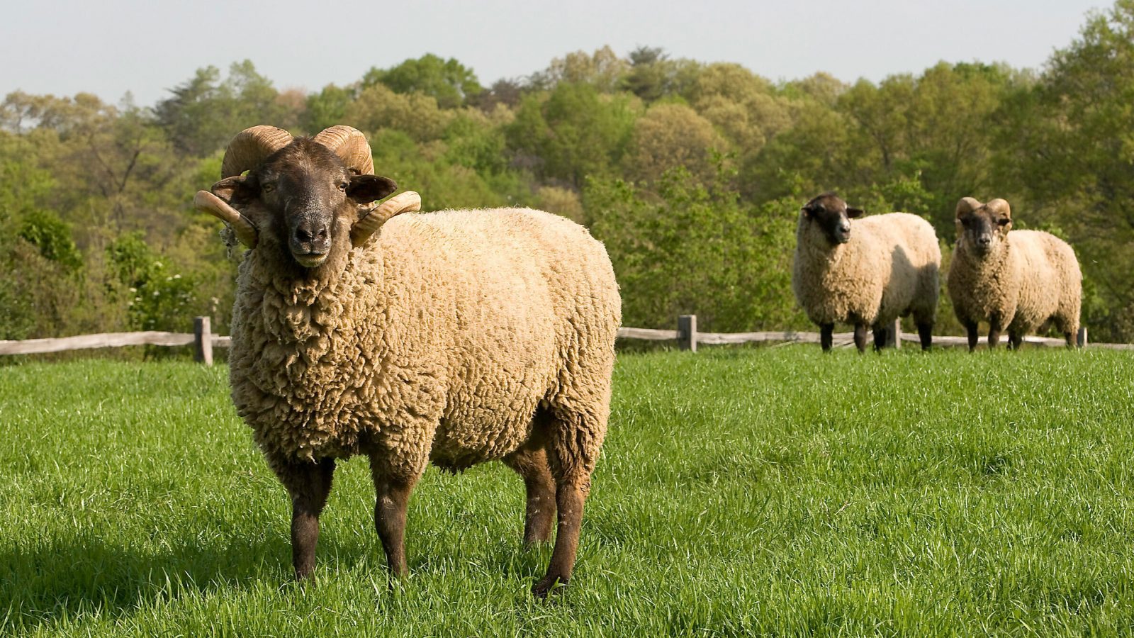 توصيات لضمان سلامة الأضاحي وتخزين اللحوم