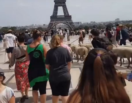 شاهد/ فيديو لأضاحي العيد ببرج إيفل وميغالو يعلق