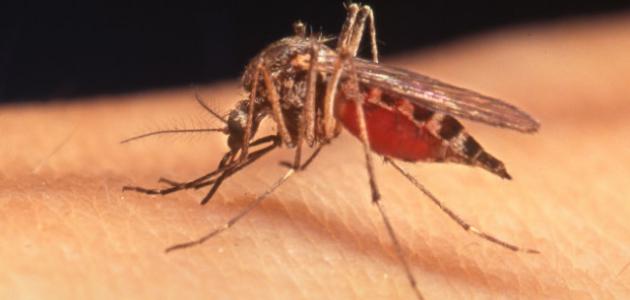 دولة تستعين بالـ “بعوض” لمكافحة الملاريا!