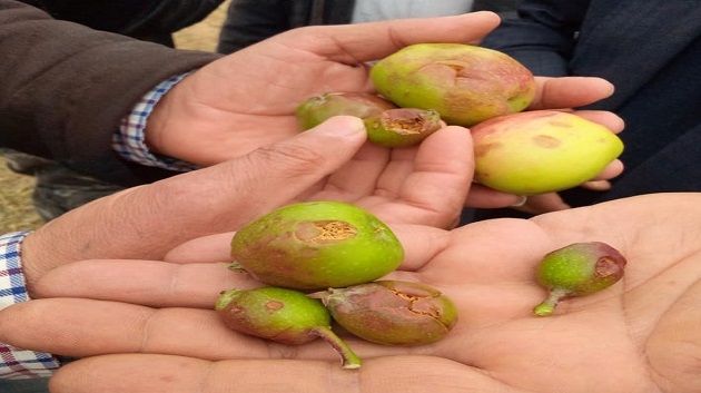 القصرين/ تضرّر 700 هكتار من الأشجار المثمرة جرّاء البَرَد