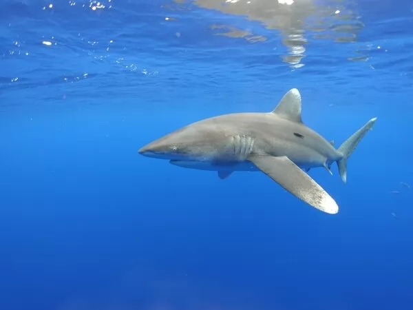 قسم سائح الى نصفين/ ماهي قصة القرش “سيء السمعة” ؟