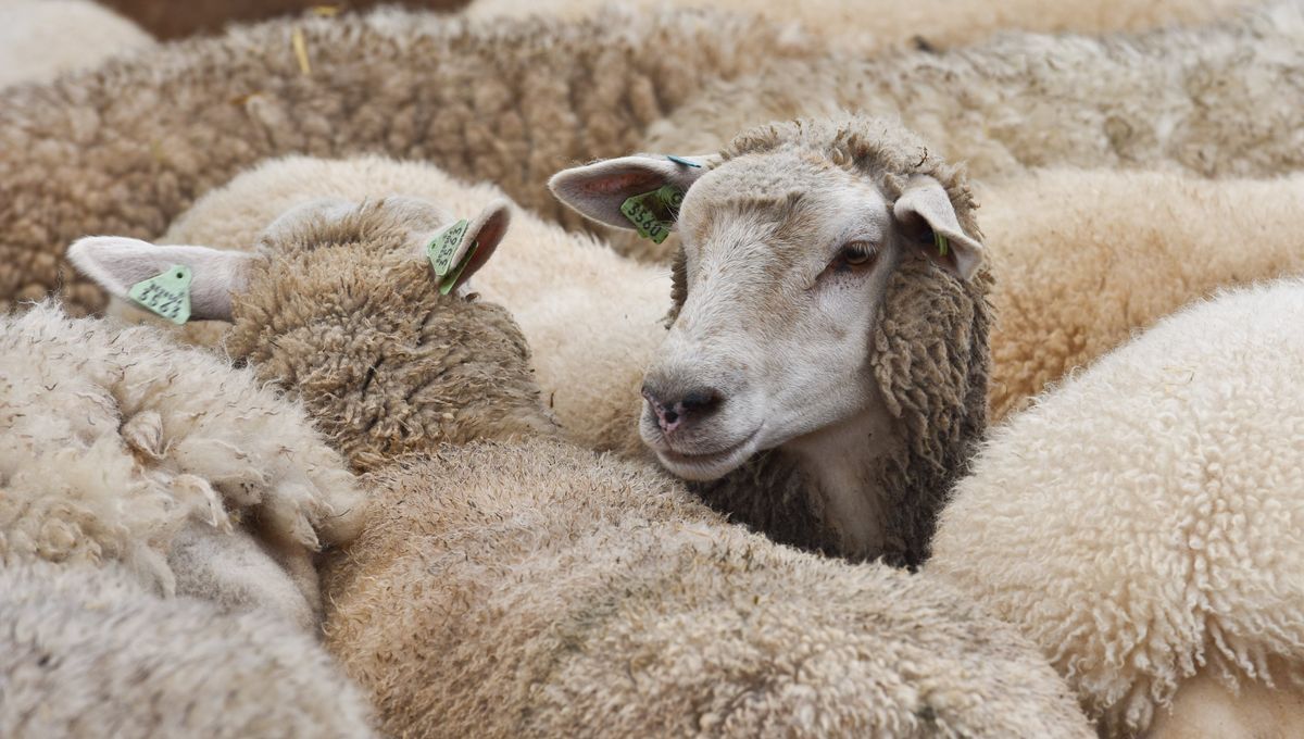 لتأمين الانتاج.. رئيس نقابة الفلاحين يدعو لتجريم ذبح “اناث الخرفان” (تصريح لـ”تونس الان”)