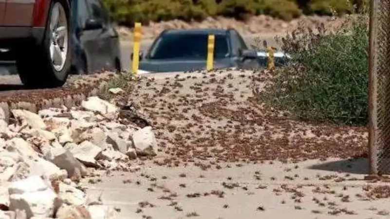 لغز غامض يحتاج لتفسير.. شاهد ملايين الصراصير تغزو بلدة أميركية