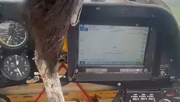 شاهد/ طائر ضخم يقتحم قمرة قيادة طائرة في الجو