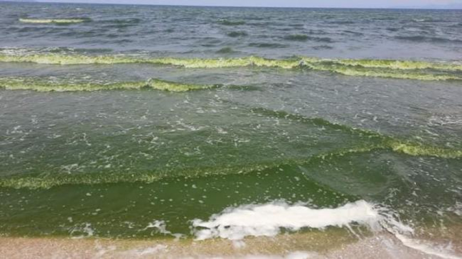 مياه الشاطئ