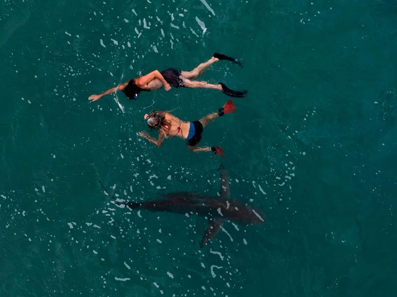 هجمات القرش