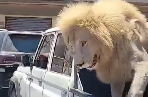 شاهد/ أسد في صندوق شاحنة خفيفة تتجول في ليبيا
