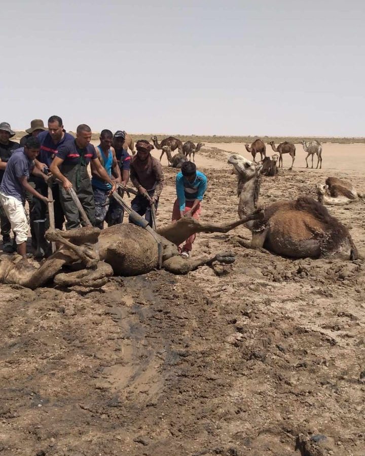 توزر/ إنقاذ قطيع إبل عالق بالوحل (صور)