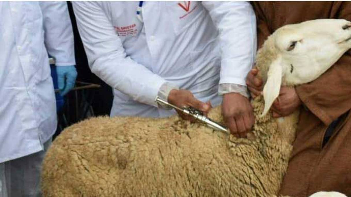 تسجيل حالات بوصفير وجرب في بعض الأضاحي