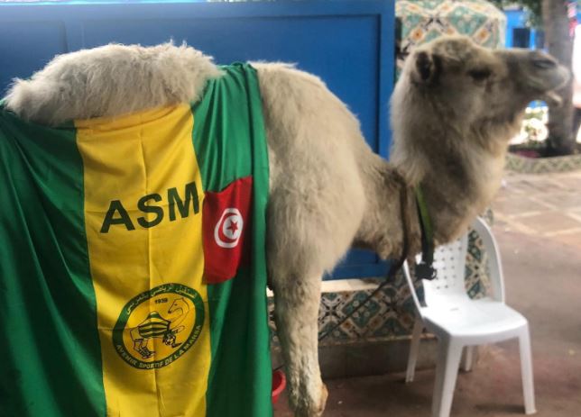 جمل الصفصاف