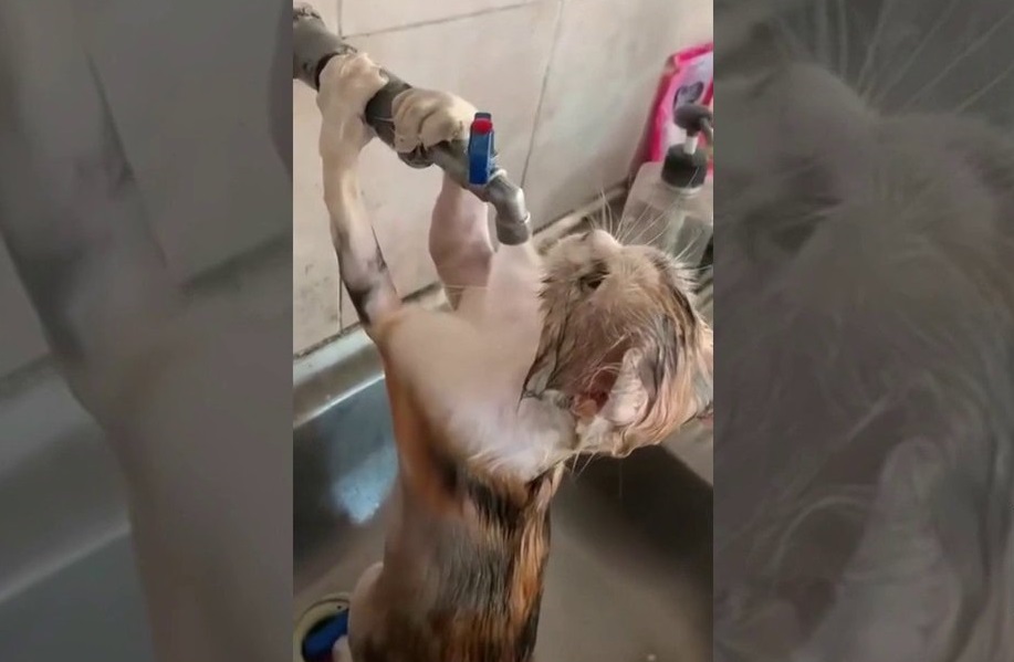 شاهد/ قط يلجأ إلى مياه حنفية هربا من الحر