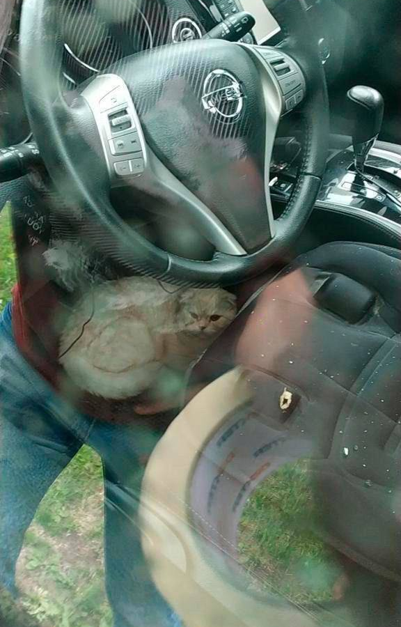 قطة تنجو بعد سقوطها من الطابق 23 (فيديو)