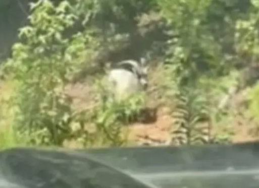 مطاردة غريبة/ الشرطة تلحق بـ”ماعز هارب” (فيديو)