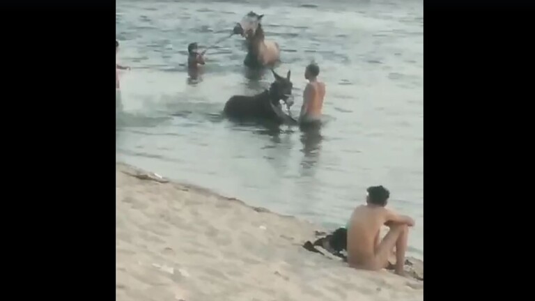 مصريّون يهربون مع حيواناتهم إلى النيل