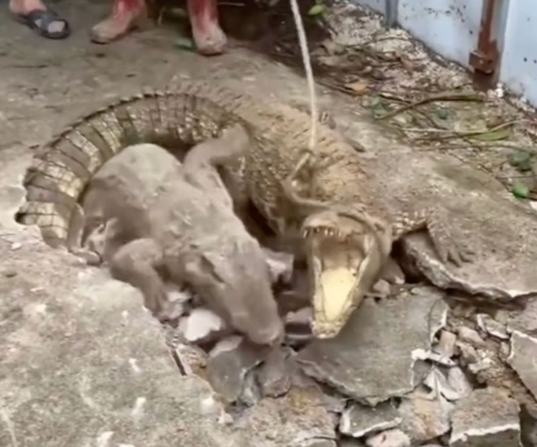 الهند/ اكتشاف تماسيح شرسة جدا تعيش تحت الارض(صور)