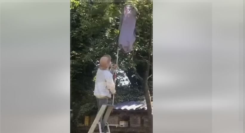 شاهد/ اراد ان يجمع العسل فحدث ما لم يكن في الحسبان