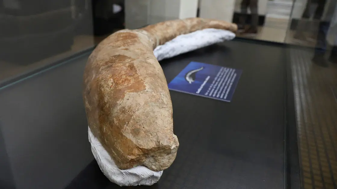 العثور على أضخم مخلوق عرفته الأرض (صور)