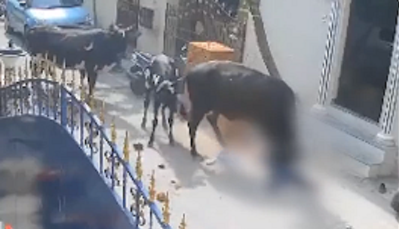 حاولت مداعبتها/ شاهد ما فعلته بقرة بطفلة هندية