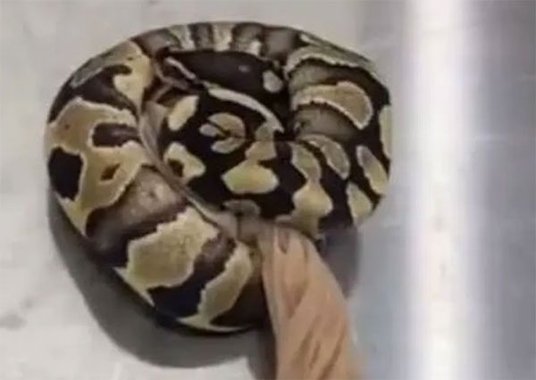 ثعابين تغزو مدينة اسرائيلية