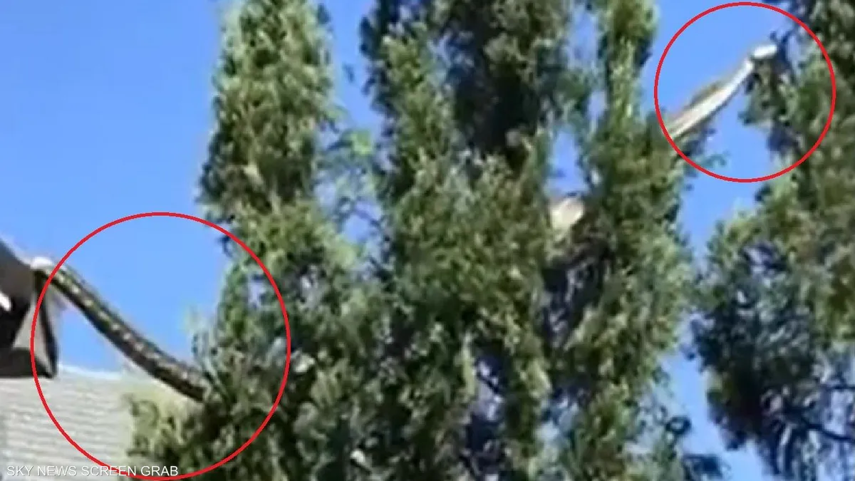 فيديو.. لحظة رعب بسبب “ثعبان عملاق” في أستراليا