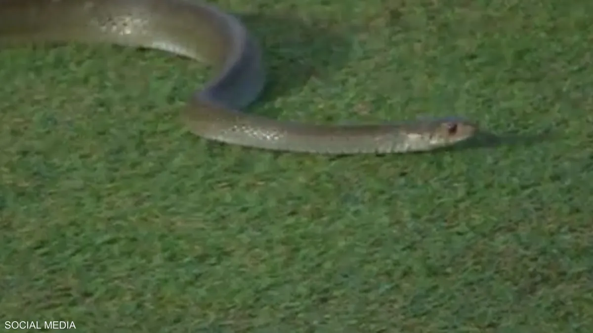 بالفيديو/ ضيف “غير متوقع” يتسبب بإيقاف مباراة