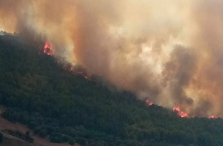 3 حرائق متزامنة في غابات جندوبة