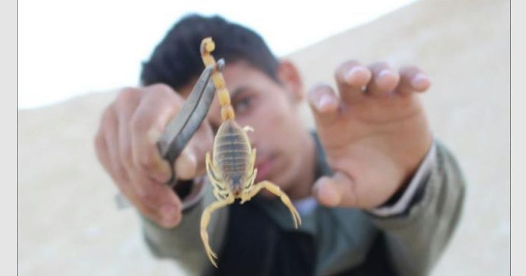 صيد العقارب اطفال