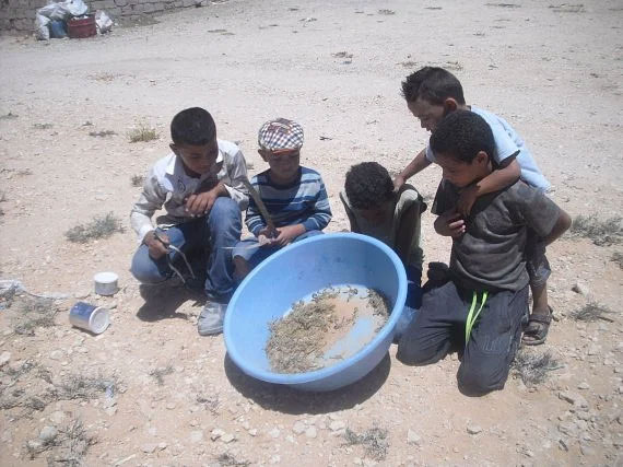 صيد أطفال للعقارب بالجنوب لفائدته/ معهد باستور ينفي