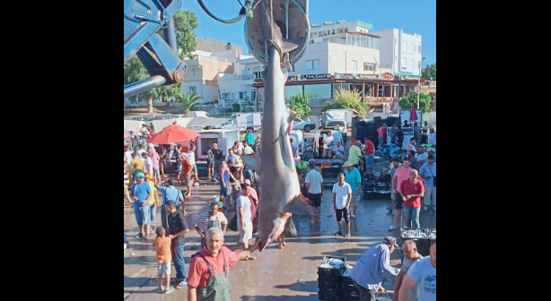 شاهد/ قرش ضخم في قبضة الصيادين بقليبية