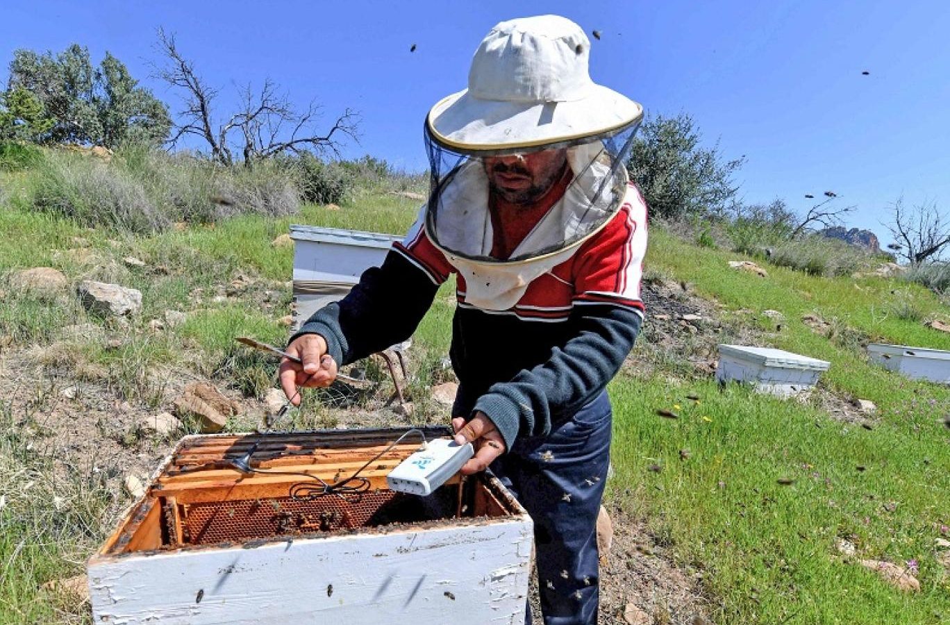 لص يسرق 14 خلية نحل والشرطة تلاحقه