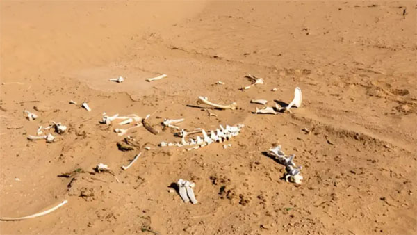 وفاة 3 مصريين عطشاً خلال التنقيب عن الذهب!