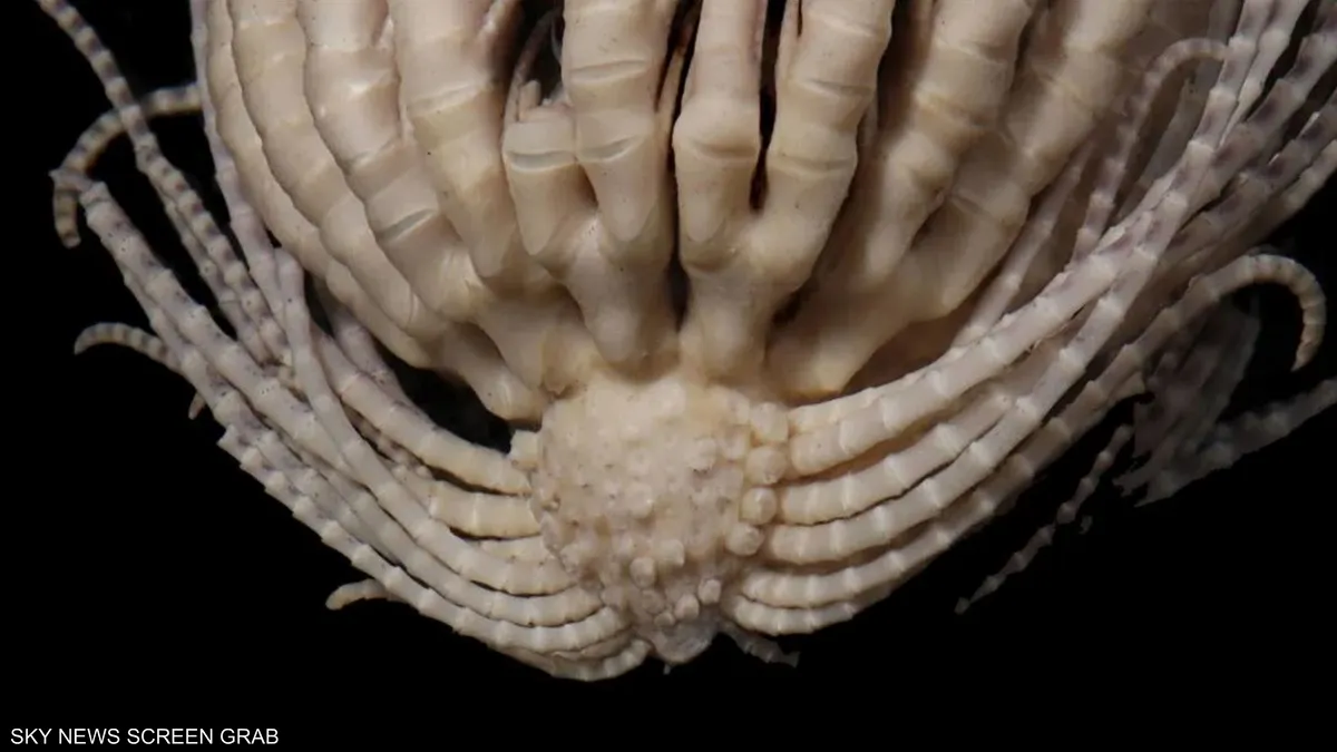 بالصور.. اكتشاف مخلوق غريب بـ20 ذراعا