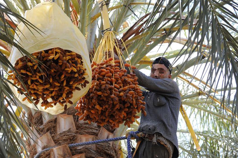 جلسة عمل بوزارة الفلاحة حول تحديد أسعار التمور