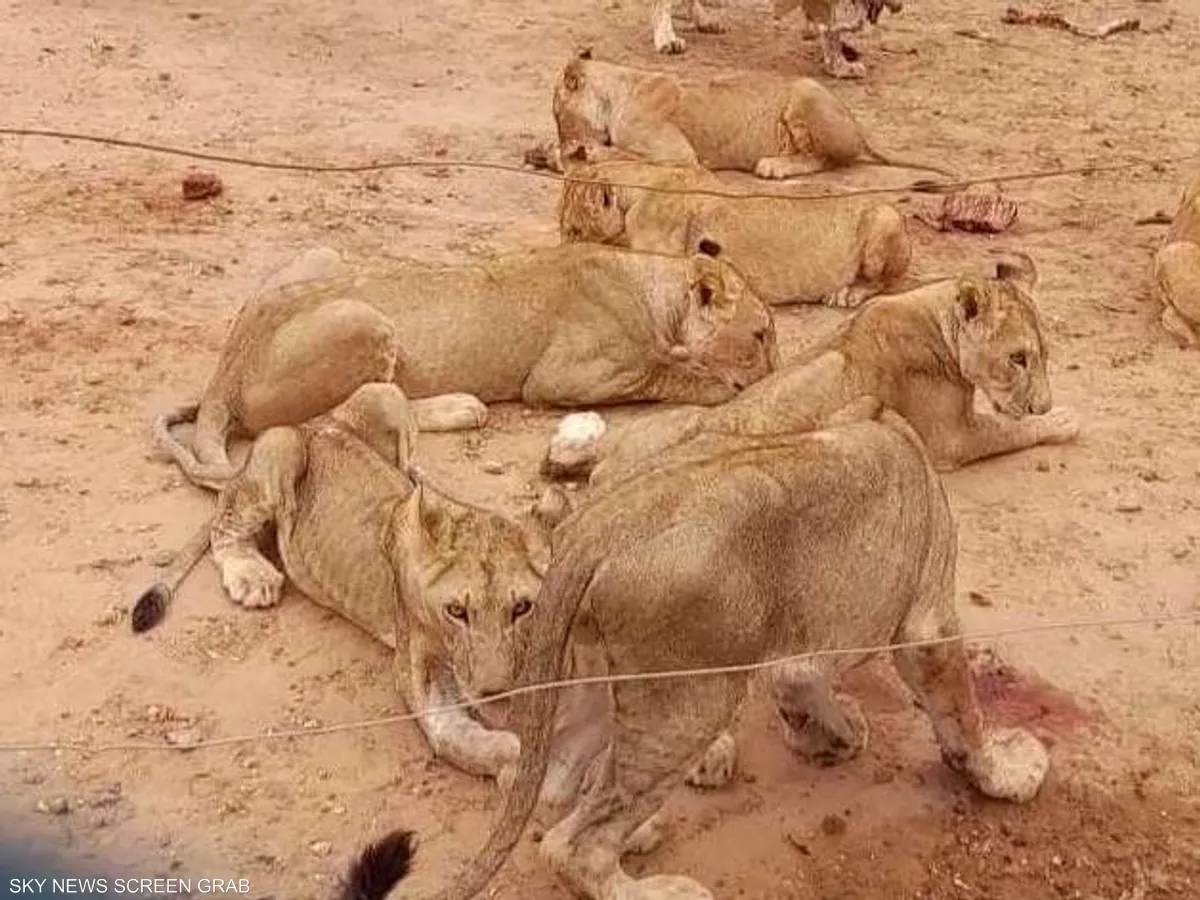 بسبب الحرب.. إجلاء 23 أسدا من السودان