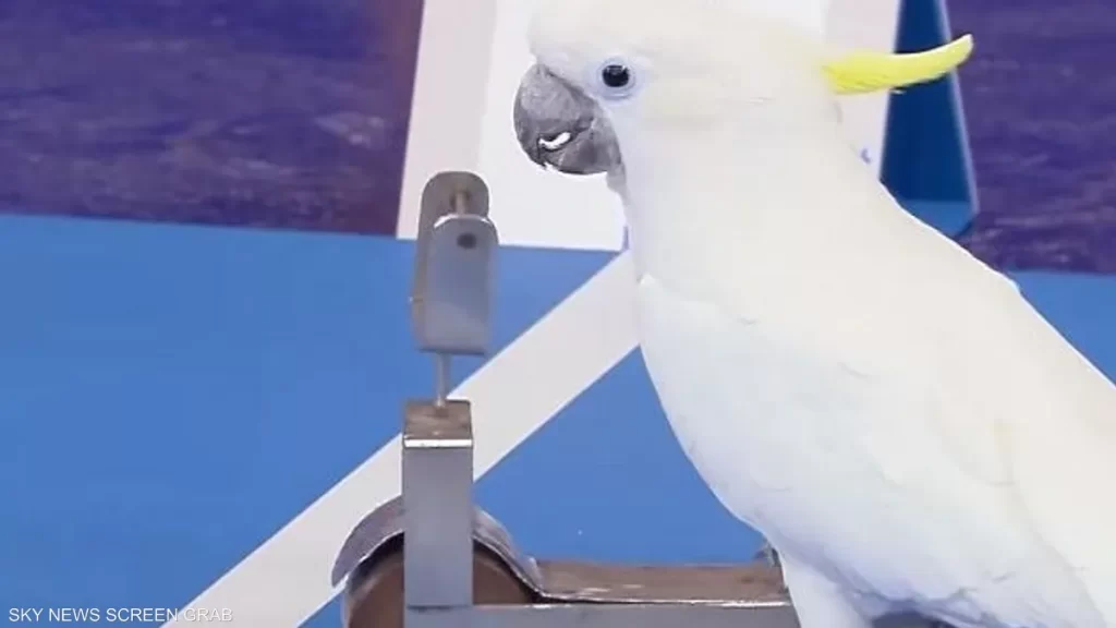 ببغاء يقود دراجة