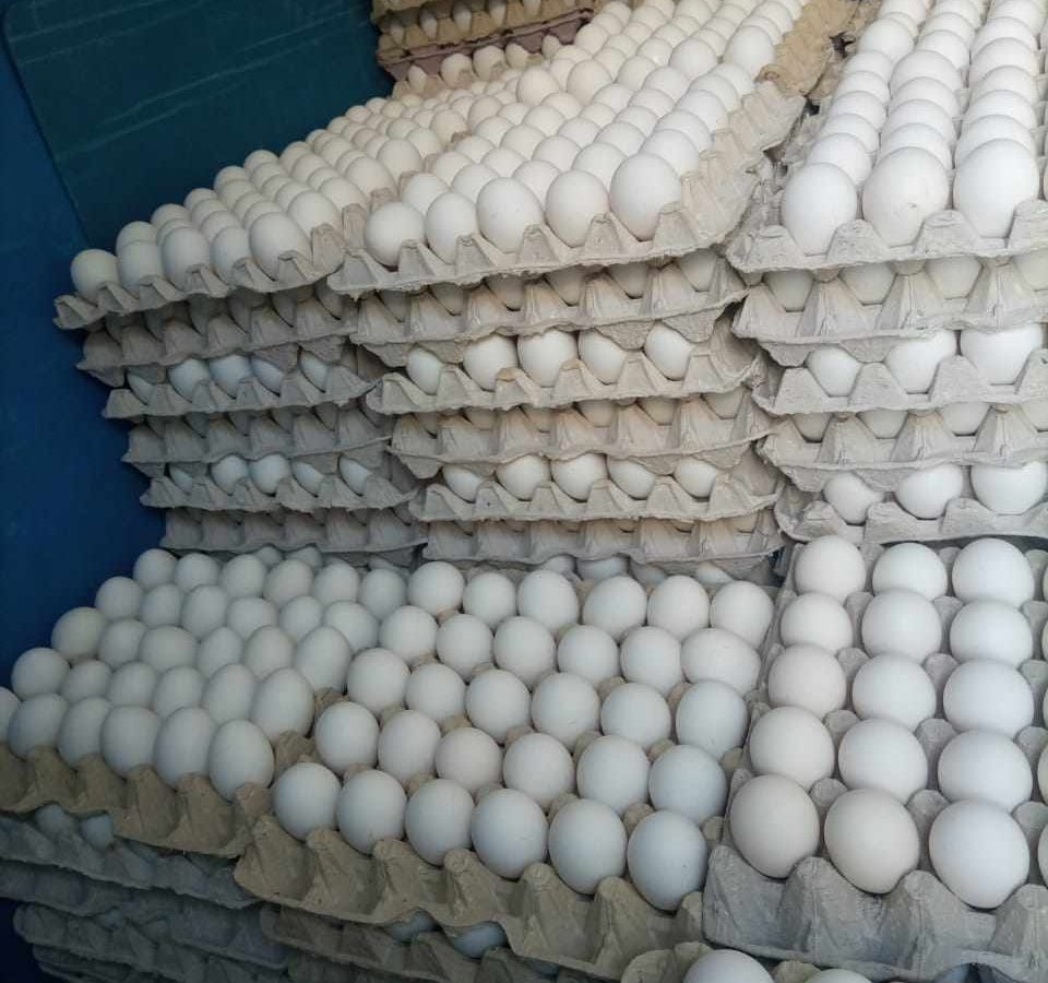 باجة/ حجز 60 ألف بيضة