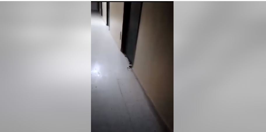 فيديو/ طالبة بمبيت بصفاقس تتفاجأ بثعبان ضخم على باب الغرفة فيديو/ طالبة بمبيت بصفاقس تتفاجأ بثعبان ضخم على باب الغرفة