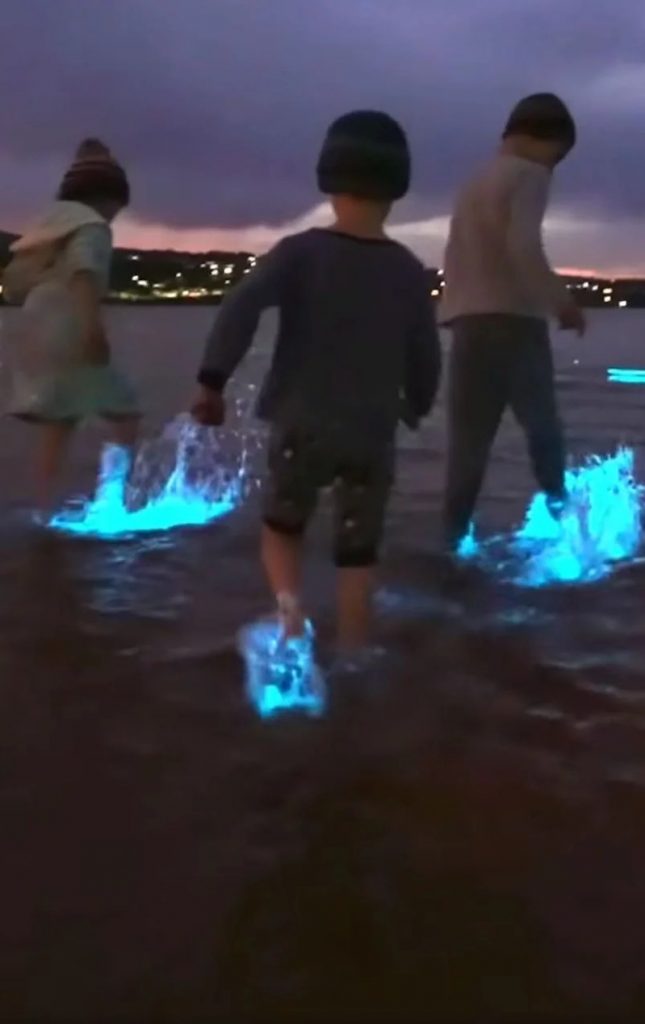 طحالب مضيئة