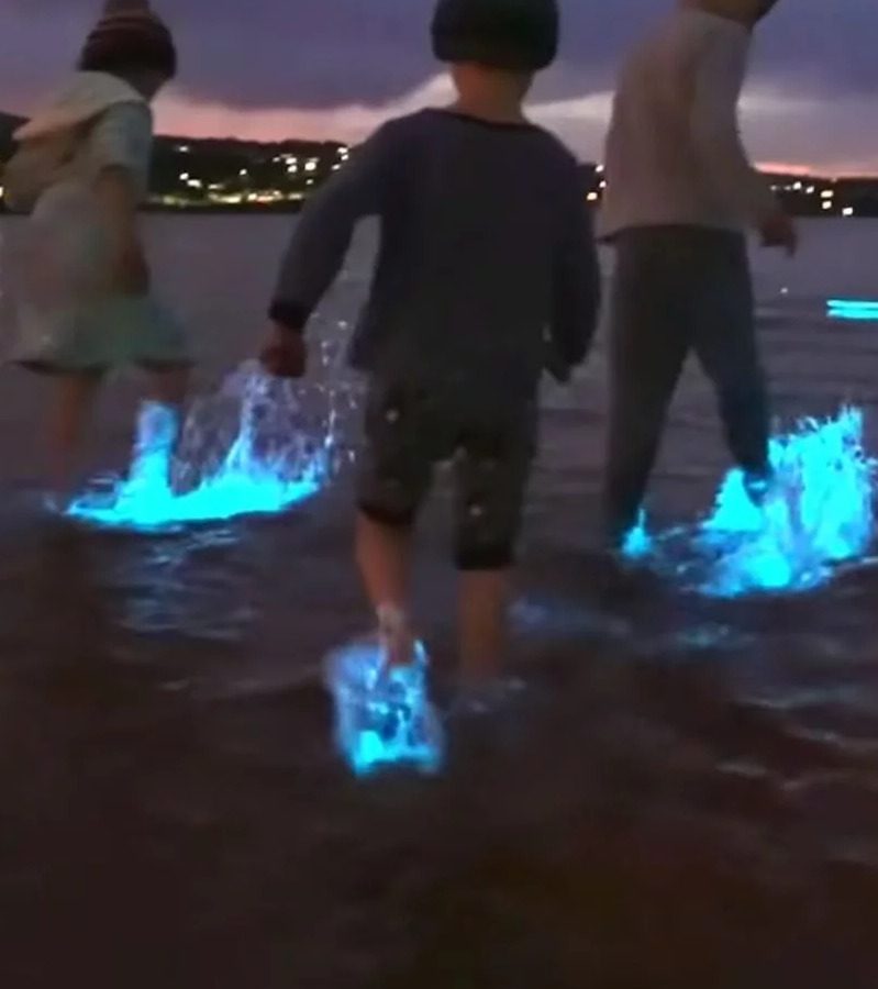 ضوء ساطع فى قلب الظلام.. ظاهرة نادرة تضيء شاطئ (صور)