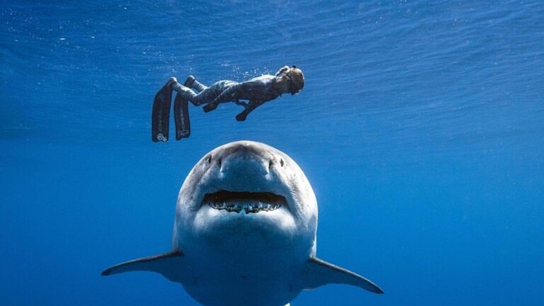 مصر/ قرش يفترس ذراع مصطافة (فيديو)