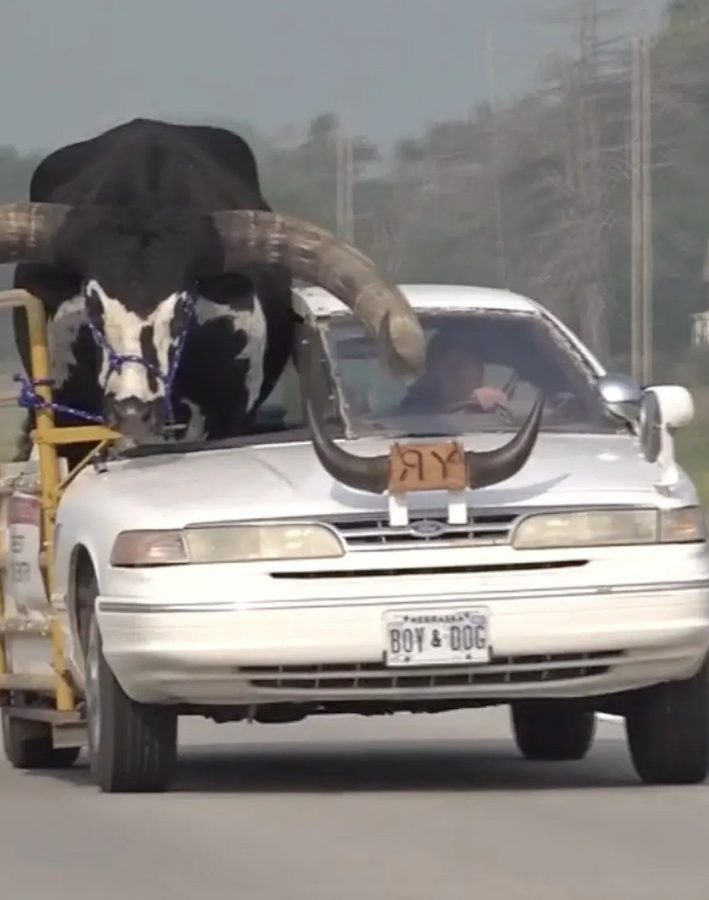 مشهد غريب.. رجل يقود سيارته على طريق سريع وبجانبه ثور ضخم