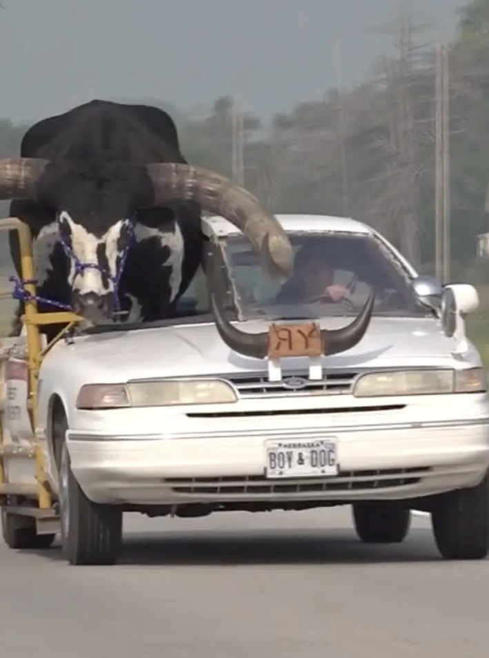 يسوق مع ثور في السيارة