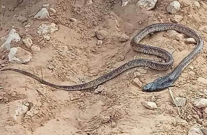 صفاقس/  العثور على أفعى كوبرا ضخمة بمنطقة الصغار (صور)
