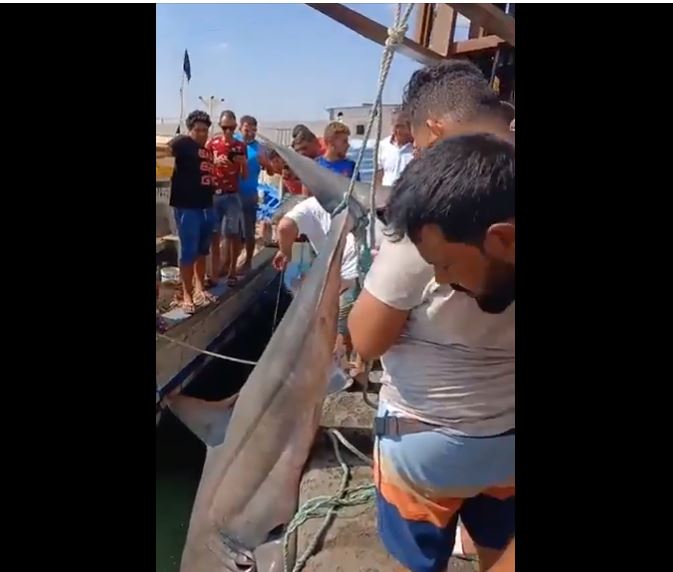 بالفيديو..اصطياد قرش ضخم بسلقطة بالفيديو..اصطياد قرش ضخم بسلقطة