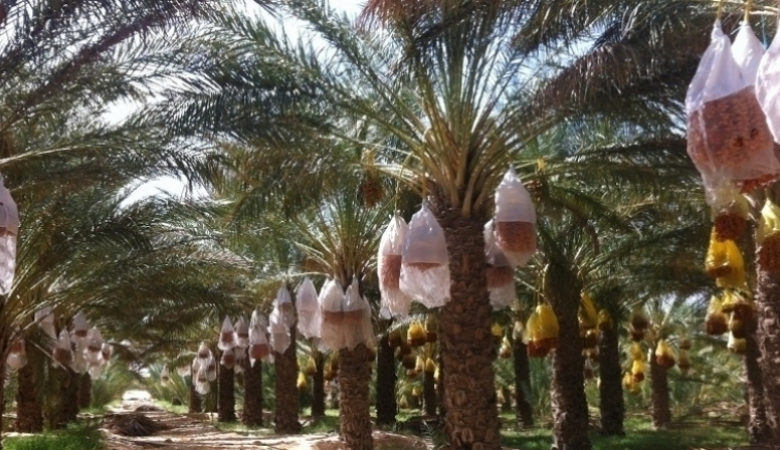 توزر/ الأمطار تتسبب في تضرر صابة التمور