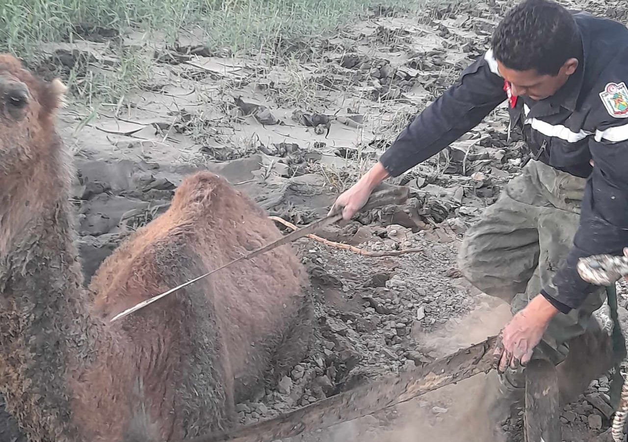شاهد/ انقاذ ناقتين في المتلوي (صور)