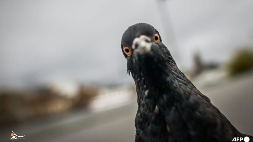 ايقاف سائق دهس حمامة