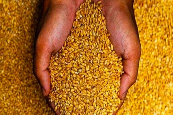 باخرة محمّلة بحوالي 20 ألف طن من القمح الصلب ترسو بميناء بنزرت