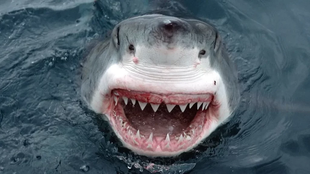 رحلة مجداف تتحول لمأساة.. عضة قرش تنهي حياة سائحة